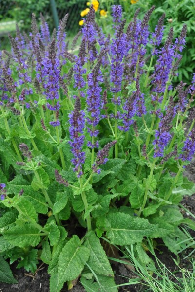 Salvia nemorosa 'Mainacht' Salvia nemorosa 'Mainacht'