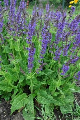 Salvia nemorosa 'Mainacht'