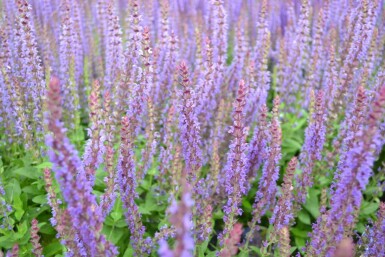 Salvia nemorosa 'Ostfriesland'