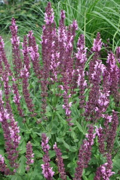 Salvia nemorosa 'Rose Queen' Salvia nemorosa 'Rose Queen'