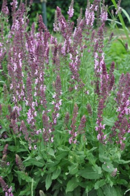 Salvia nemorosa 'Rose Queen'