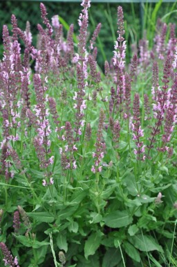 Salvia nemorosa 'Rose Queen'