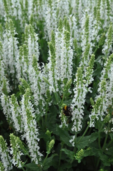 Salvia nemorosa 'Schneehugel' Salvia nemorosa 'Schneehugel'