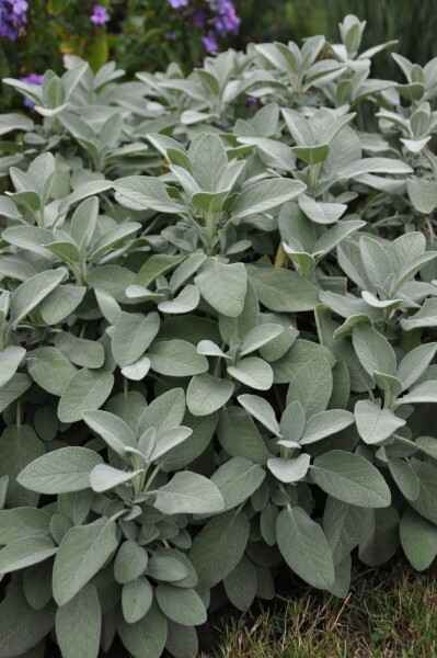 Salvia officinalis 'Berggarten' Salvia officinalis 'Berggarten'