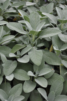 Salvia officinalis 'Berggarten'