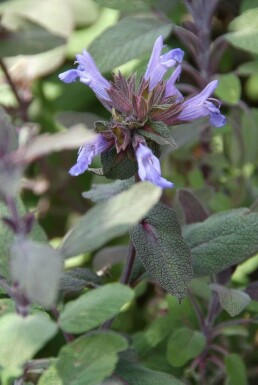 Salvia officinalis 'Purpurascens'