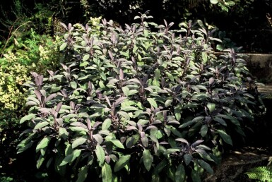 Salvia officinalis 'Purpurascens'