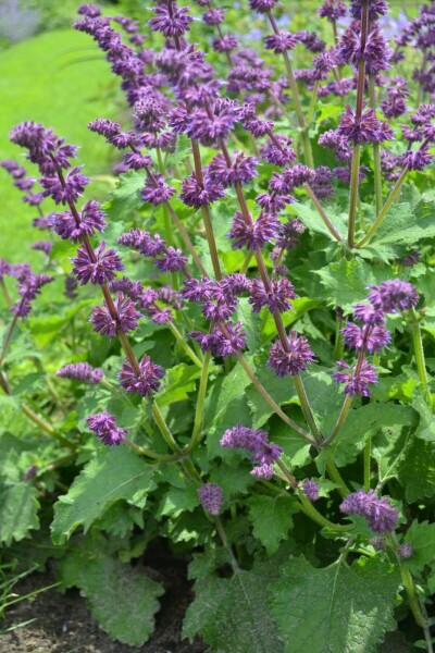 Salvia verticillata 'Purple Rain' Salvia verticillata 'Purple Rain'