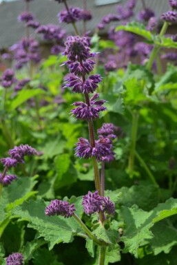 Salvia verticillata 'Purple Rain'