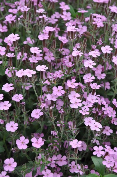Saponaria ocymoides Saponaria ocymoides