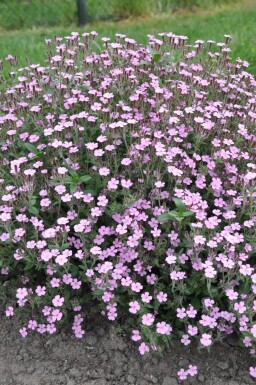 Saponaria ocymoides