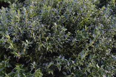 Sarcococca confusa P13 15-20