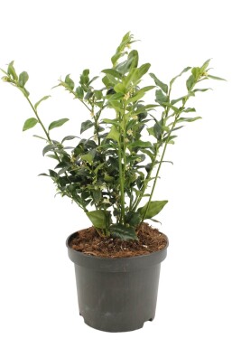 Sarcococca confusa