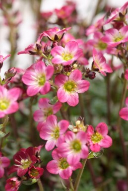 Saxifraga 'Peter Pan'