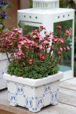 Saxifraga 'Peter Pan'