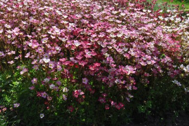 Saxifraga (A) 'Purpurteppich'