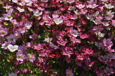 Saxifraga (A) 'Purpurteppich'