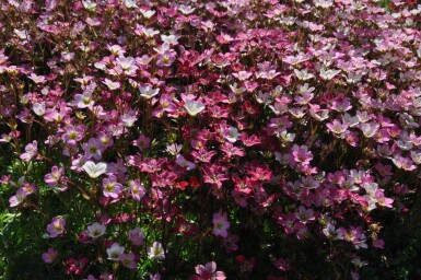 Saxifraga (A) 'Purpurteppich'