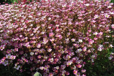 Saxifraga (A) 'Purpurteppich'