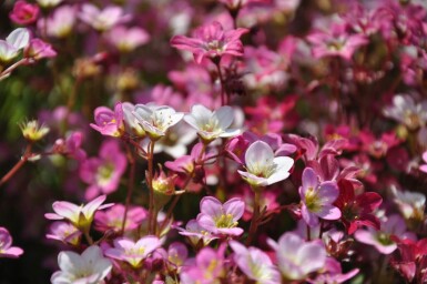 Saxifraga (A) 'Purpurteppich'