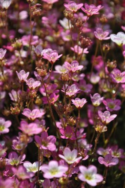 Saxifraga (A) 'Purpurteppich'