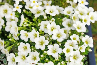 Saxifraga (A) 'Schneeteppich'