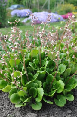 Saxifraga urbium