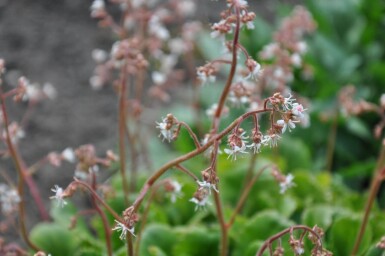 Saxifraga urbium