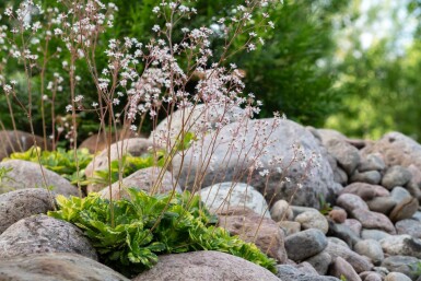 Saxifraga urbium 'Variegata'