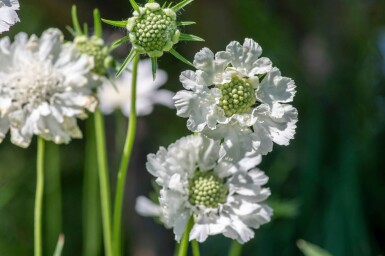 Scabiosa caucasica 'Perfecta Alba'