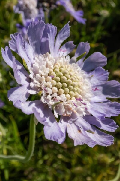 Scabiosa caucasica 'Perfecta' Scabiosa caucasica 'Perfecta'