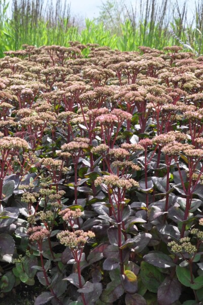 Sedum 'Matrona' Sedum 'Matrona'