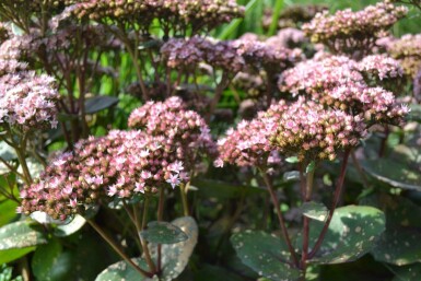 Sedum 'Matrona'