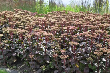 Sedum 'Matrona'