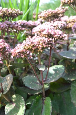 Sedum 'Matrona'