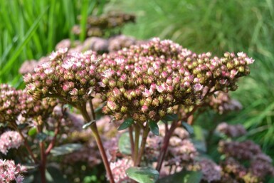 Sedum 'Matrona'