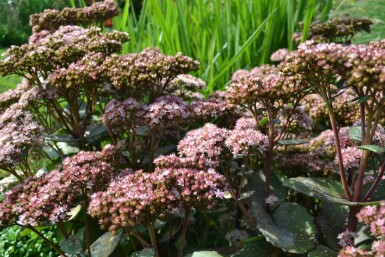 Sedum 'Matrona'