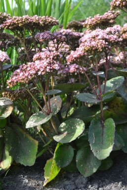 Sedum 'Matrona'