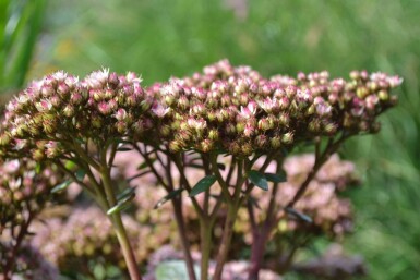 Sedum 'Matrona'