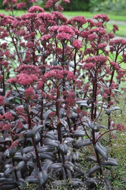 Sedum 'Purple Emperor'