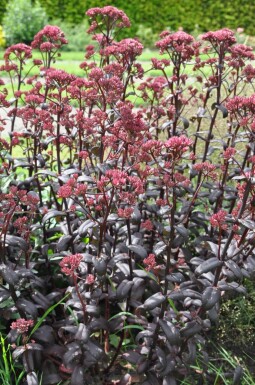 Sedum 'Purple Emperor'