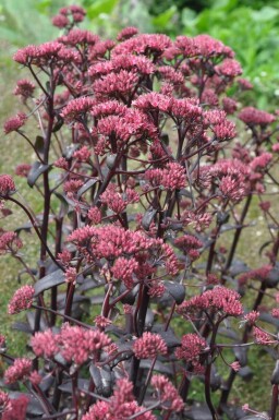 Sedum 'Purple Emperor'