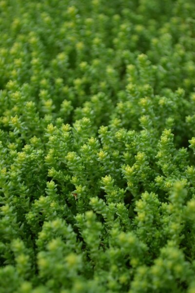 Sedum acre Sedum acre