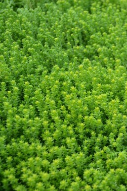 Sedum acre