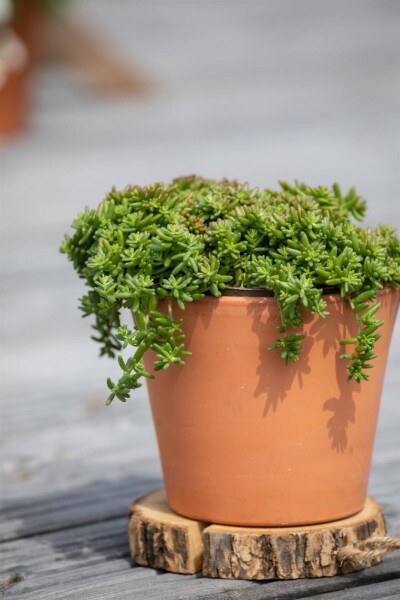 Sedum album 'Coral Carpet' Sedum album 'Coral Carpet'