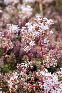 Sedum album 'Coral Carpet'