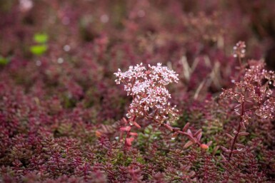 Sedum album 'Murale'