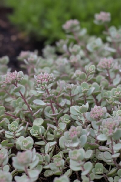 Sedum cauticola 'Lidakense' Sedum cauticola 'Lidakense'
