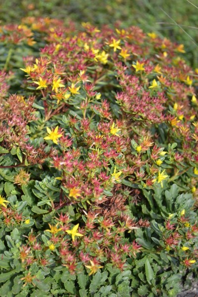 Sedum floriferum 'Weihenstephaner Gold' Sedum floriferum 'Weihenstephaner Gold'