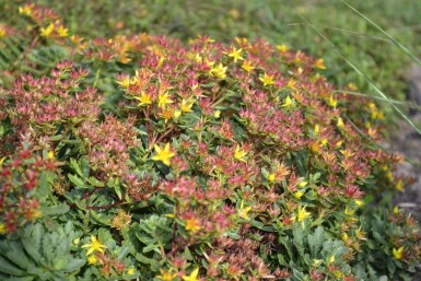 Sedum floriferum 'Weihenstephaner Gold'